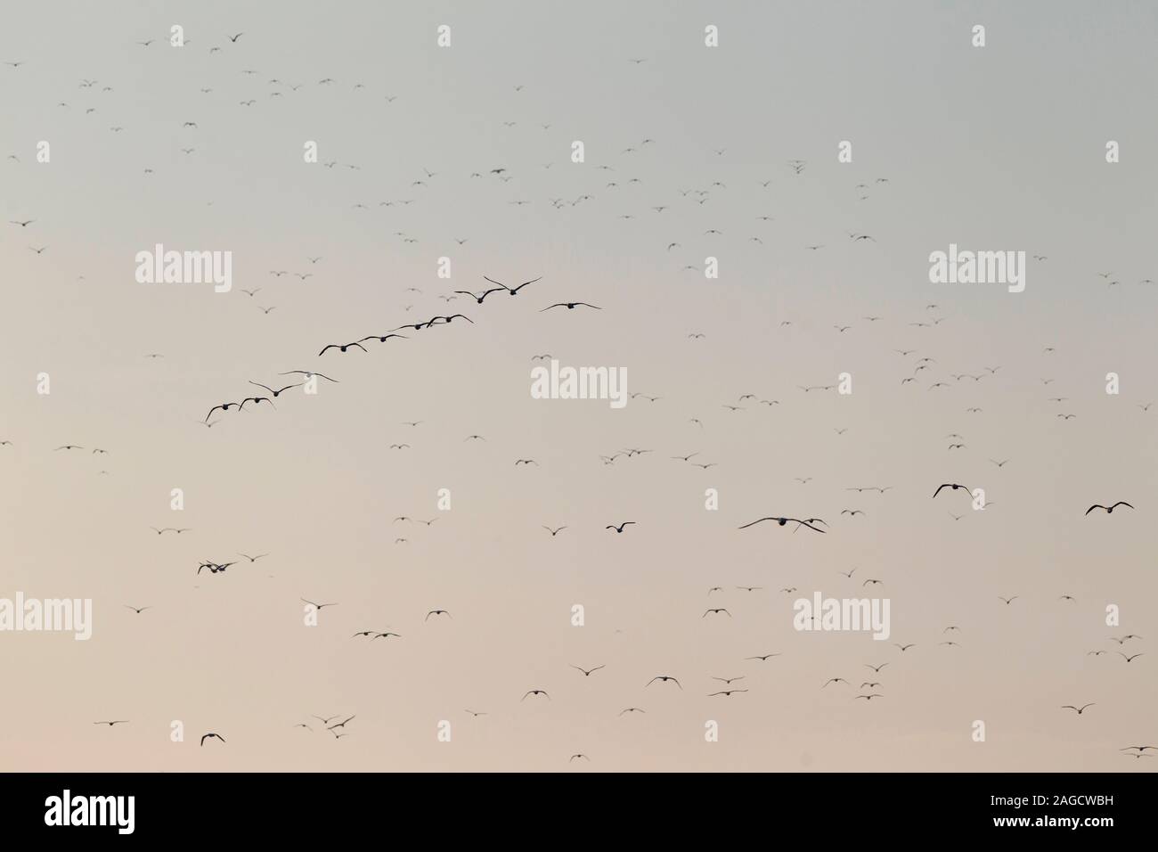 Un énorme troupeau de moindre Goéland marin (Larus fuscus intermedius) à la mer du Nord allemande Banque D'Images