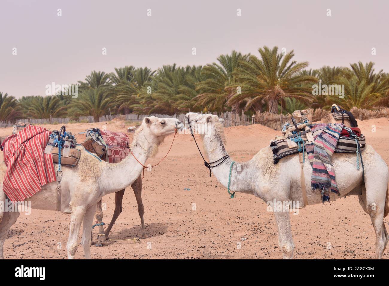 Caravane De Chameaux Avec Des Touristes Traversant Le Désert Du Sahara Erg Chebbi Arriere Plan 25109485