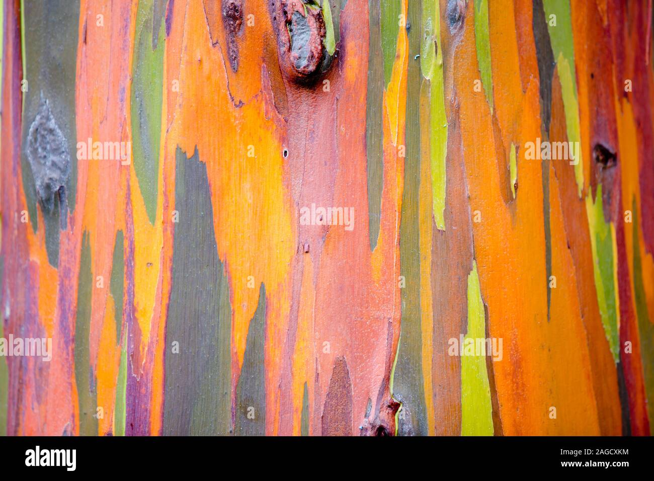 Un close up image de l'écorce d'un eucalyptus Arc-en-Gum Tree, à Kauai, Hawaii, USA. Banque D'Images