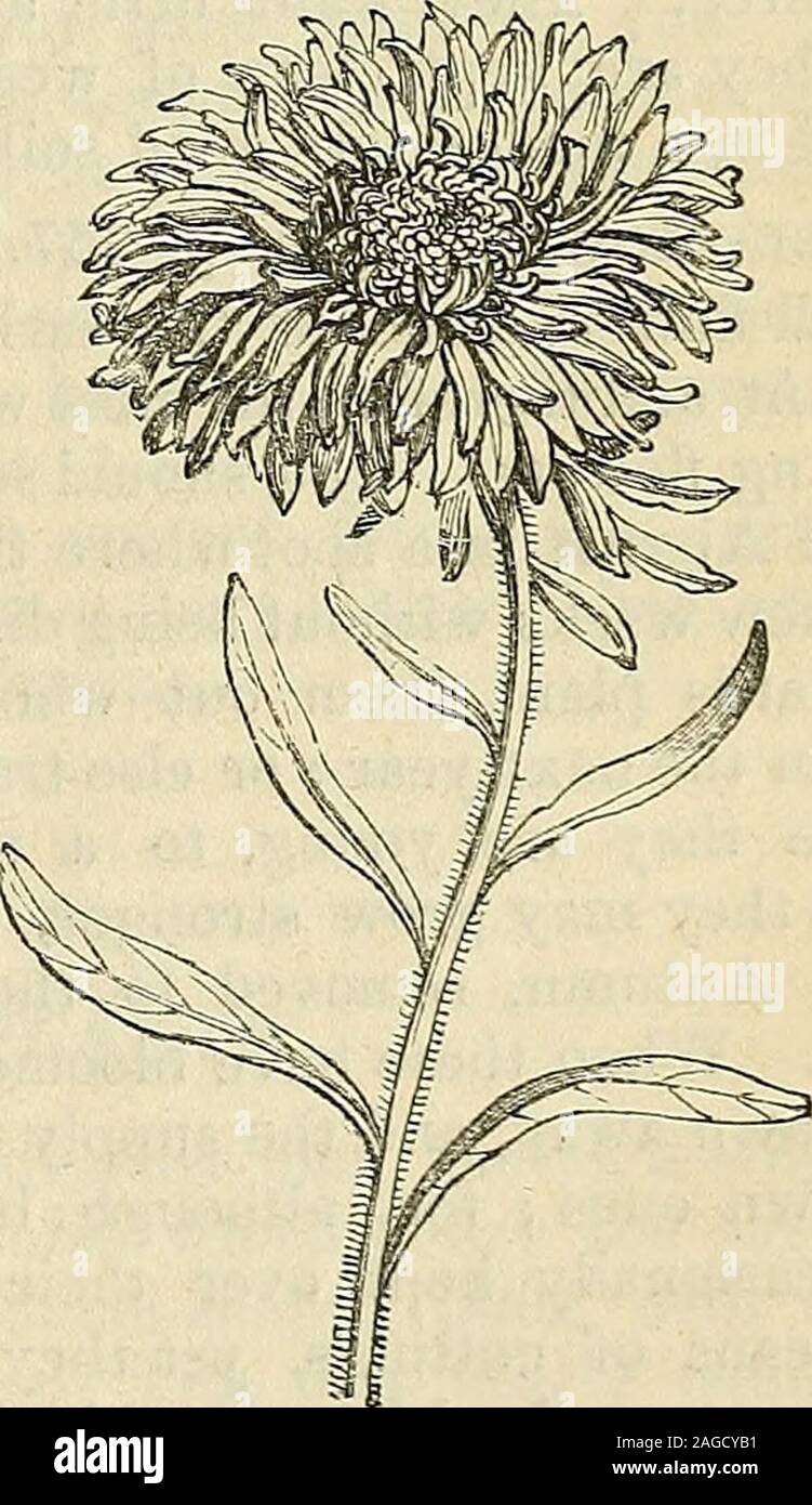 . Les annales de l'Horticulture et Year-Book de l'information pratique sur le jardinage. Lupin nain. Les couleurs sont différentes ; il y a non seulement toutes les nuances de rouge et bleu, les deux vyhich sont difficiles avec le blanc, mais le blanc est mélangé à l'unité avec toutes les nuances ; en sorte que l'. China Aster.jardin d'automne est redevable à cette fleur fora bonne partie de sa gaieté et effet brillant.Les Allemands ont soulevé de nombreuses variétés, qui sont vendus sous le nom d'Germanasters ; et le jardinage graines importées généralement 362 POUR LES ENFANTS. produire des variétés très fine. J'ai selectedfor vous certains des plus distinct Banque D'Images