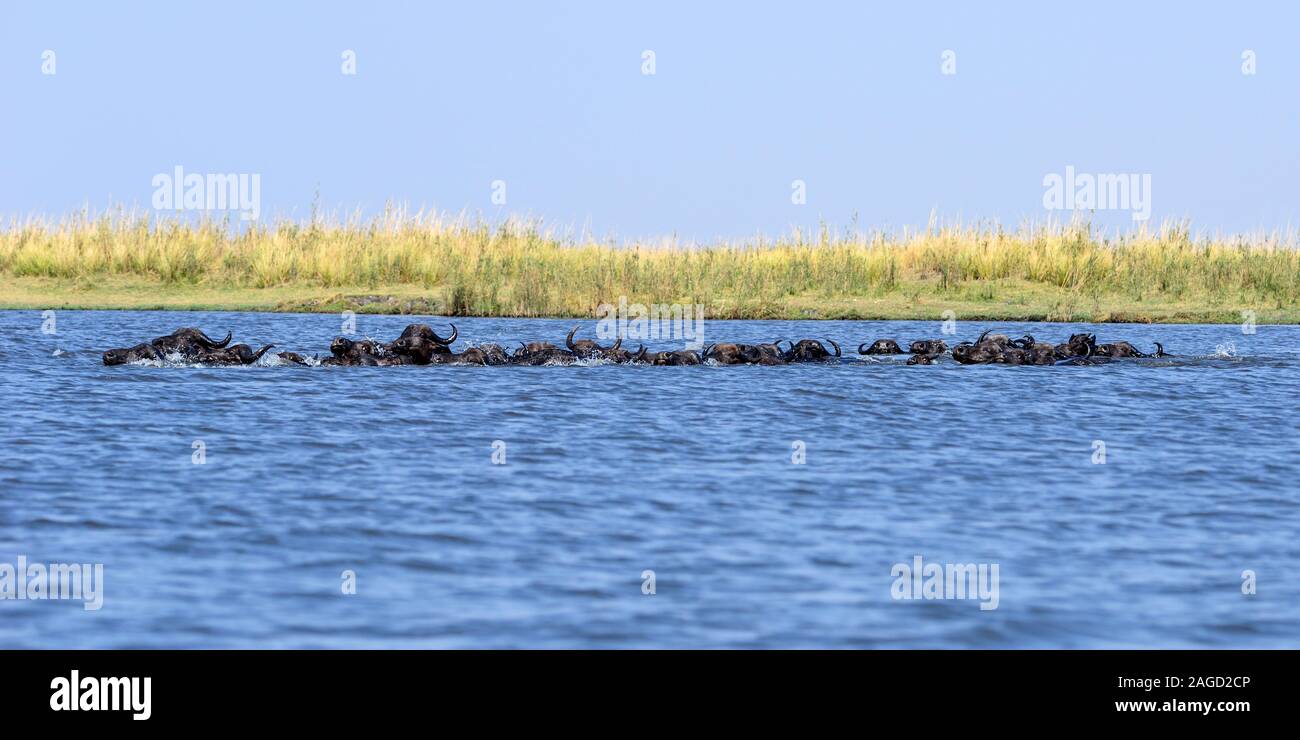 Troupeau de buffles d'Afrique (syncerus caffer) traversée de la rivière Chobe dans le Parc National de Chobe, Botswana, Afrique du Sud Banque D'Images
