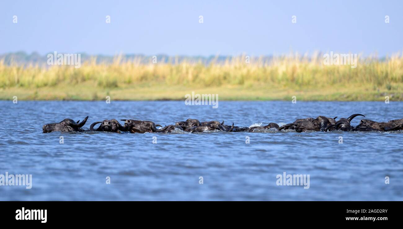 Troupeau de buffles d'Afrique (syncerus caffer) traversée de la rivière Chobe dans le Parc National de Chobe, Botswana, Afrique du Sud Banque D'Images