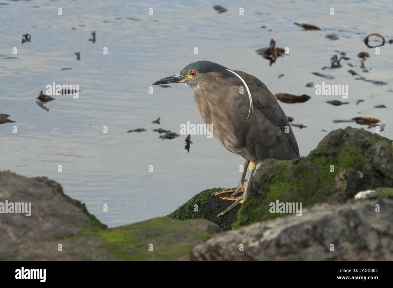 Héron strié gris perché sur une formation rocheuse couverte de mousse avec la mer en arrière-plan Banque D'Images
