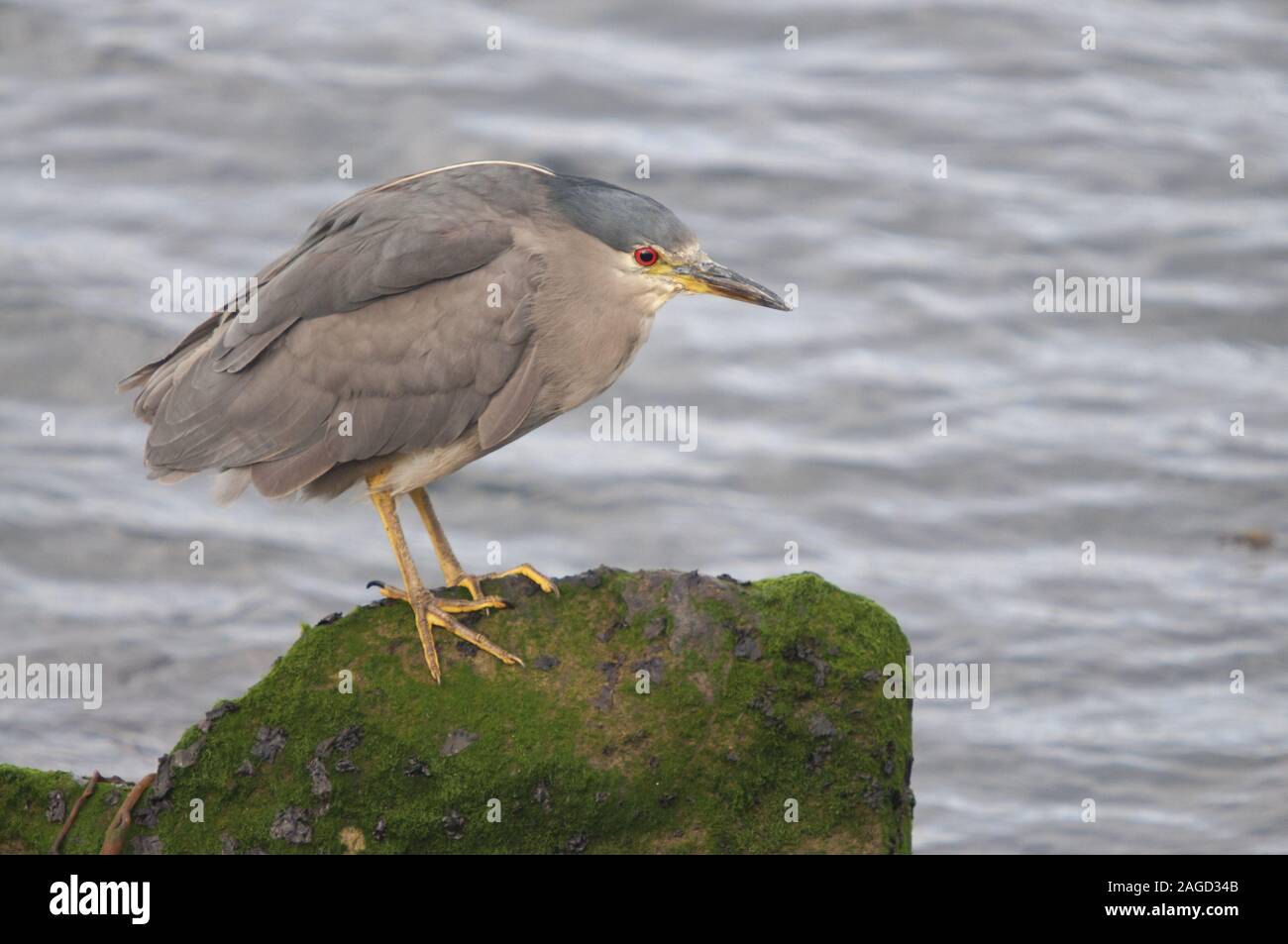 Héron strié gris perché sur une formation rocheuse couverte de mousse avec la mer en arrière-plan Banque D'Images