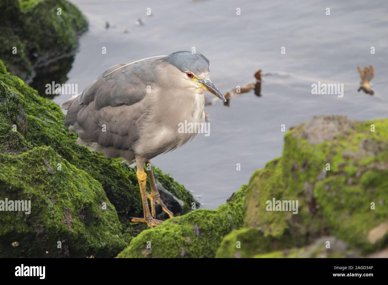 Héron strié gris perché sur une formation rocheuse couverte de mousse avec la mer en arrière-plan Banque D'Images