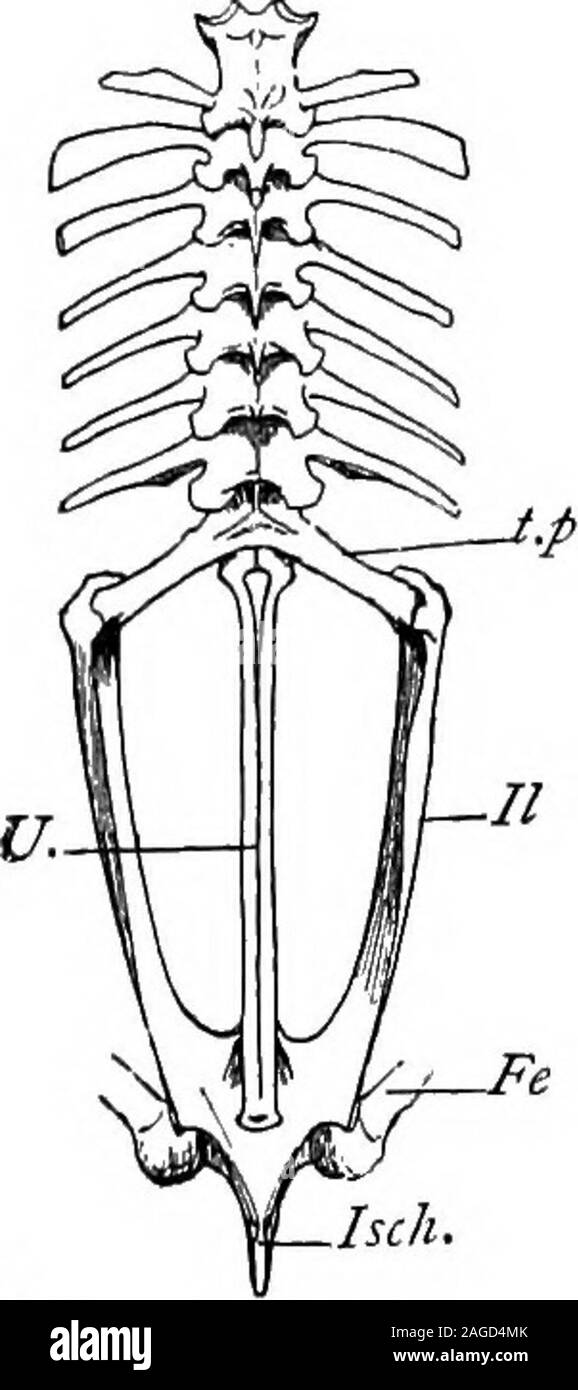. Contours de la zoologie. ou le coccyx. La première vertèbre porte deux facettes pour les deux condyles du crâne, et un processus qui s'étend entre odontoid thecondyles. Il n'a pas de processus transversaux, et sa voûte isincompletely ossifié. Chacun de thenext six a un orprocoelous concave vers l'centrum, un arc neural sur-l'arrondissement de la moelle épinière, un transverseprocess à partir de chaque côté de la base de l'arche, une partie antérieure et une posteriorpair du processus articulaire, un shortneural et colonne vertébrale. La huitième vertèbre hasa biconcave ou amphicoelous centrum.Le neuvième est convexe en face, avec les tubercules de twoconvex behi Banque D'Images