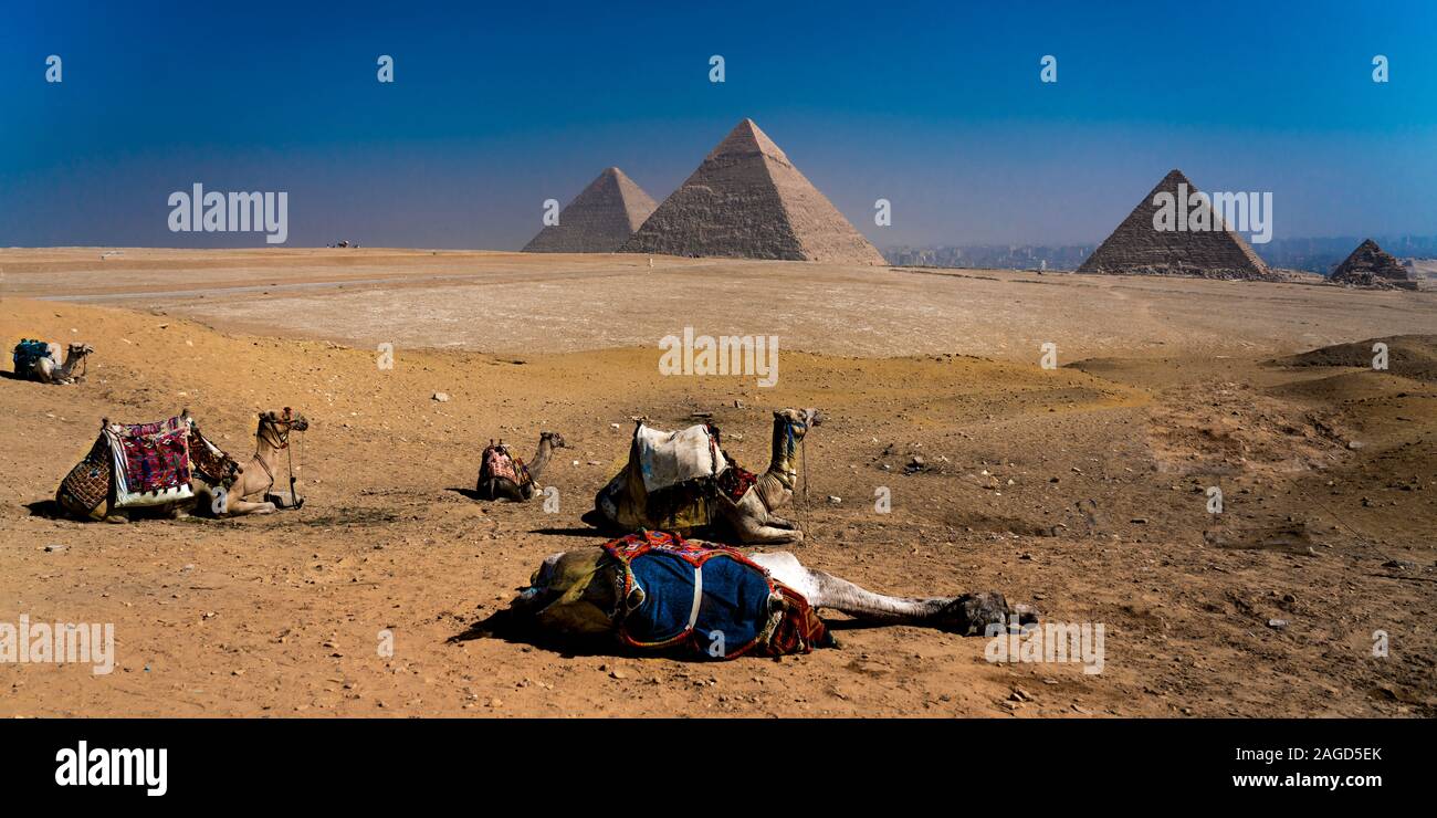Novembre 2019, LE CAIRE EGYPTE, Camel en face de grandes pyramides de Gizeh, Le Caire Banque D'Images