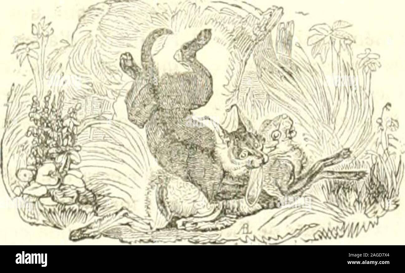 . Le Jardin des Plantes : description. arolinensis, Desm. Le Chat tigrede Collinson ?) est encore une espèce douteuse sur laquelle onna que des renseignements incouqdets. Je fils)elage est dunbrun clair, rayé de noir depuis la tête jusquà la queue ; fils ven-tre est j>aie, avec des agrafes noires ; ses moustaches sont roideset noires ; il a deux crochets de Ja même couleur sous les yeux, etses oreilles sont garnies de jioiis lins ; ses jambes sont nùnces,tachées de noir. La femelle à les formes plus légères que le mâle;elle est dun gris roussàlre, sans aucune tache sur le dos ; sonventre est dun bla Banque D'Images