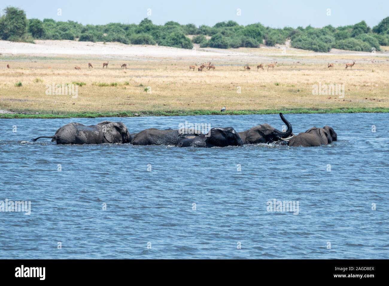 Troupeau d'éléphants d'Afrique (Loxodonta Africana) traversée de la rivière Chobe dans le Parc National de Chobe, Botswana, Afrique du Sud Banque D'Images