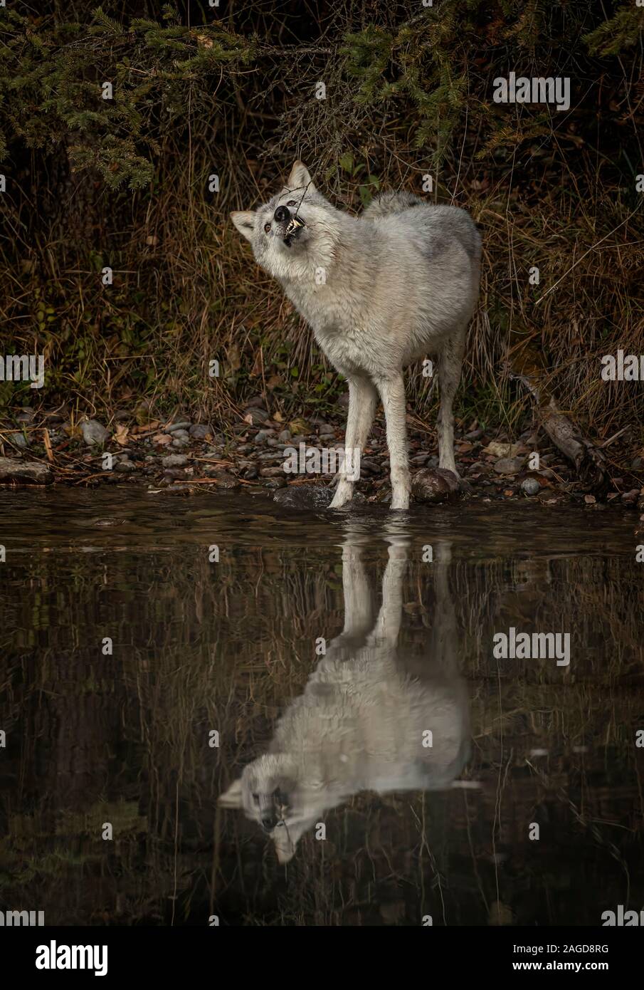 Le loup de la toundra de jouer et poser à l'étang réfléchissant Banque D'Images