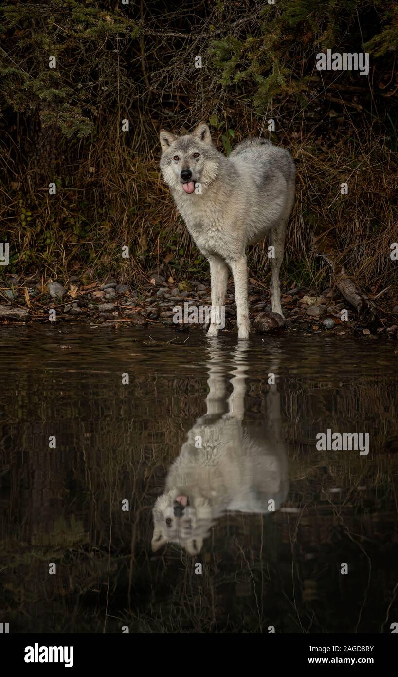 Le loup de la toundra de jouer et poser à l'étang réfléchissant Banque D'Images