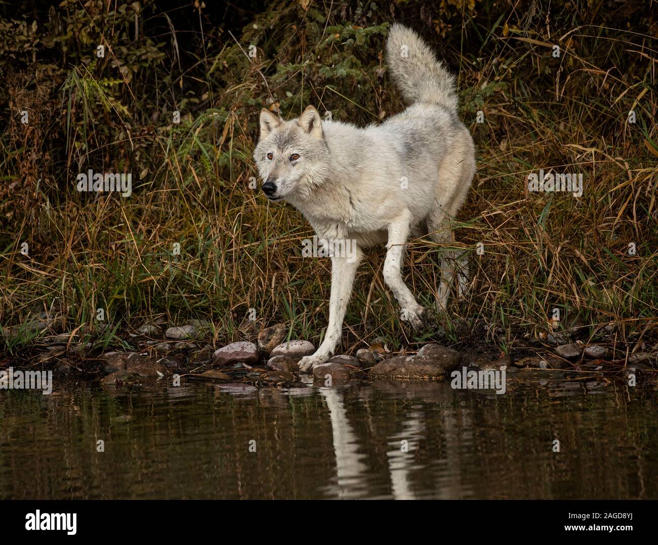 Le loup de la toundra de jouer et poser à l'étang réfléchissant Banque D'Images