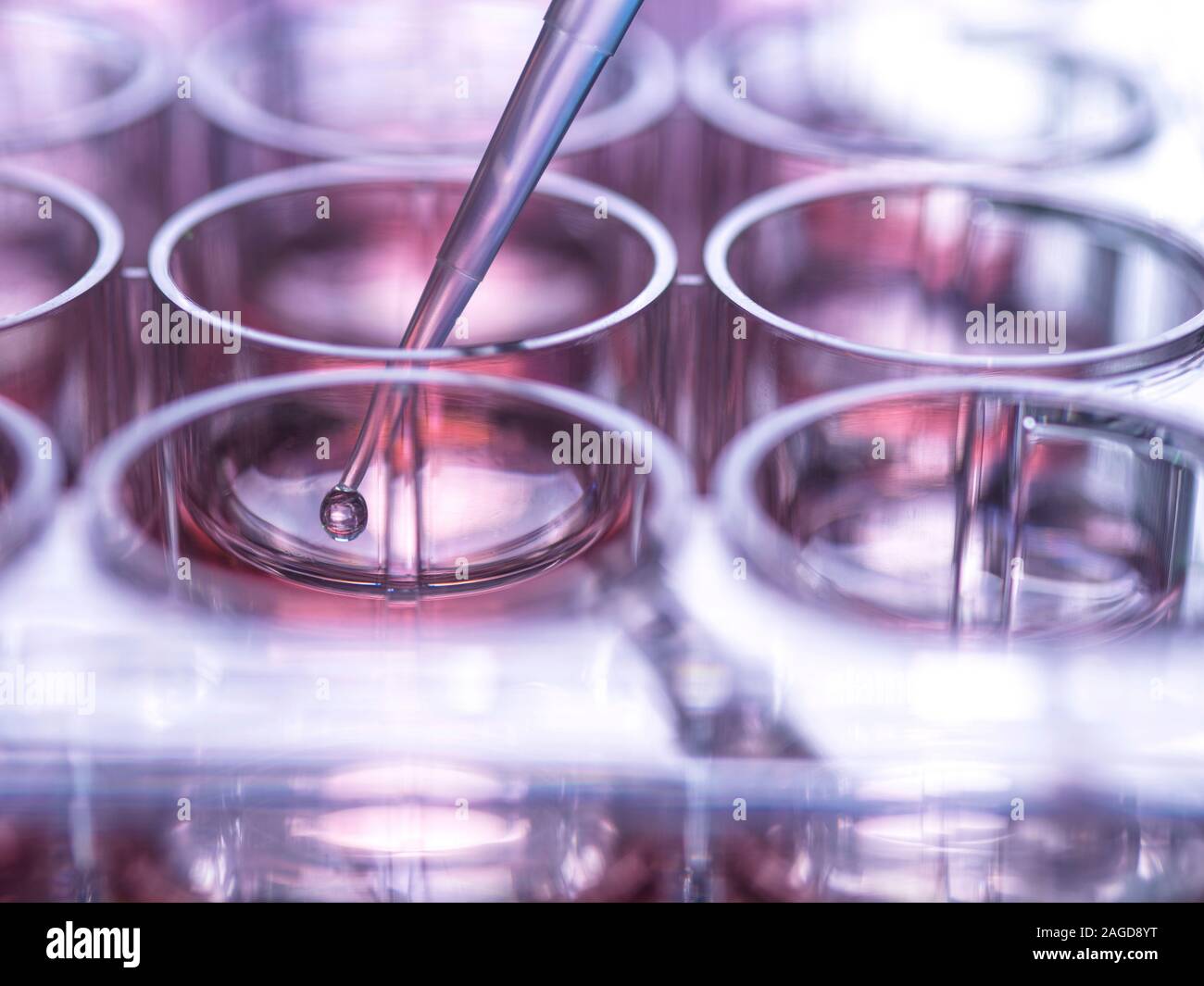 L'échantillon à la pipette dans la cellule ainsi plusieurs plaque contenant le milieu de culture en laboratoire Banque D'Images