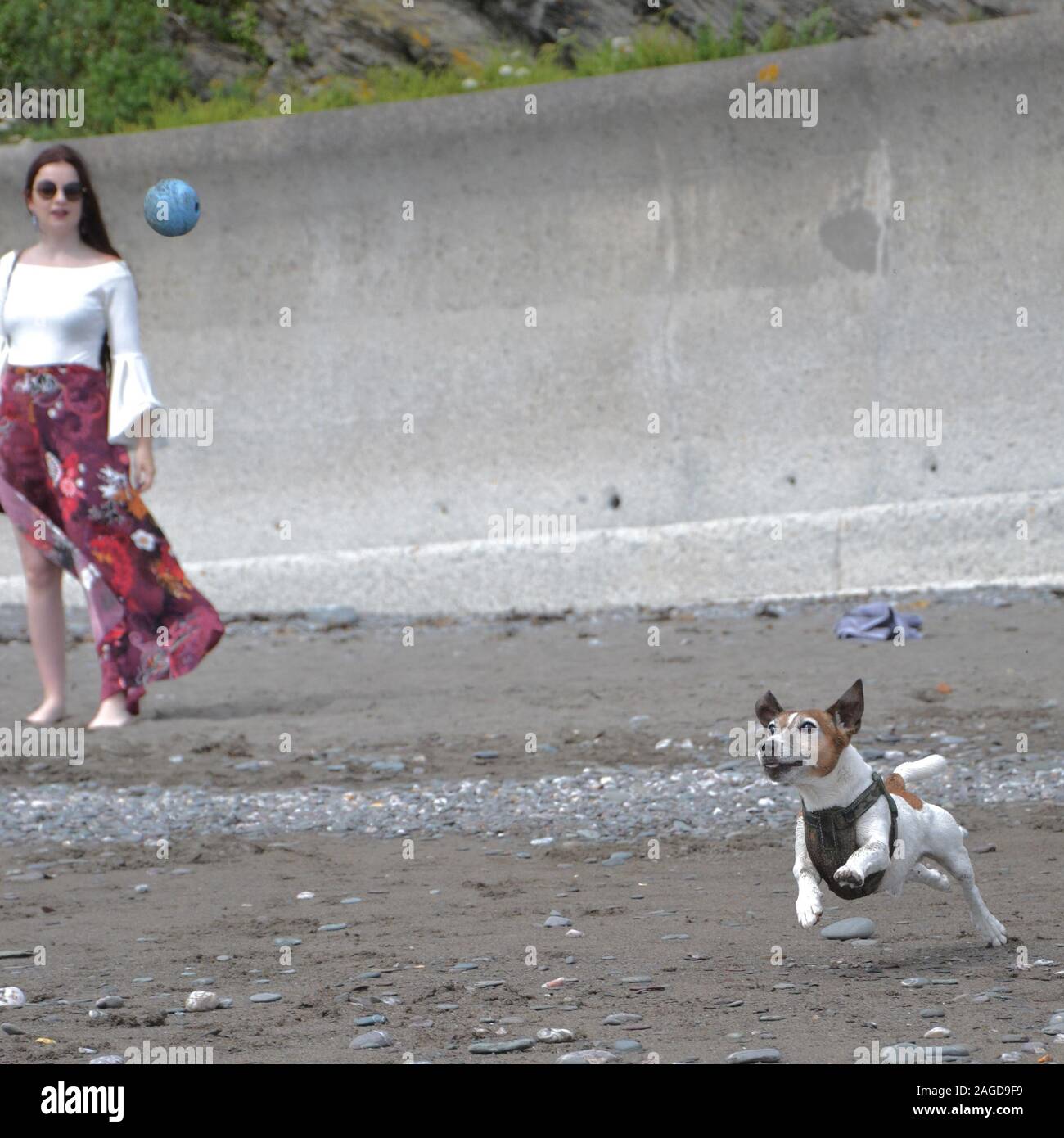 Un heureux blanc et tan Jack Russell chien court pour attraper un ballon sur une plage ; une jeune femme à la mode montres dans l'arrière-plan Banque D'Images