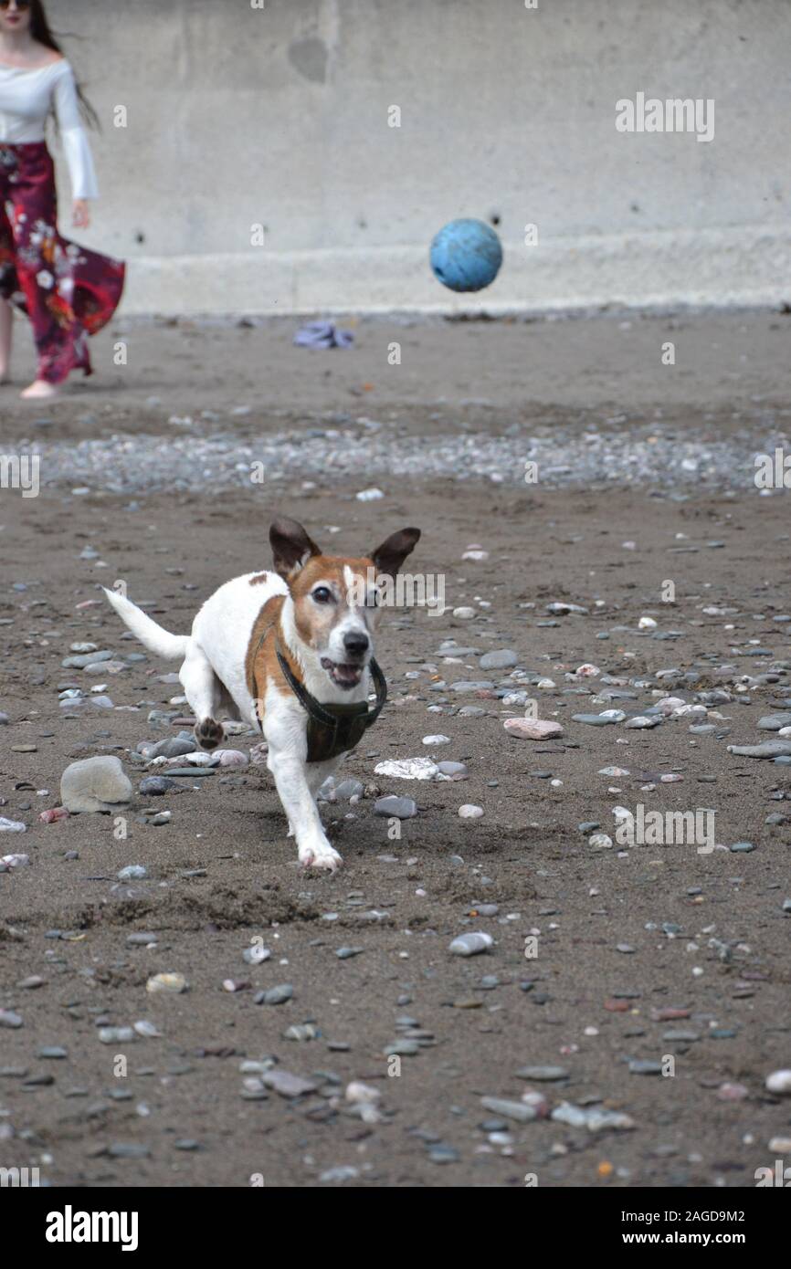 Un livre blanc et tan Jack Russell Terrier chien courir vite sur une plage vers l'appareil photo, essayant d'attraper une boule bleue. Dame en arrière-plan ; pierres sur Banque D'Images