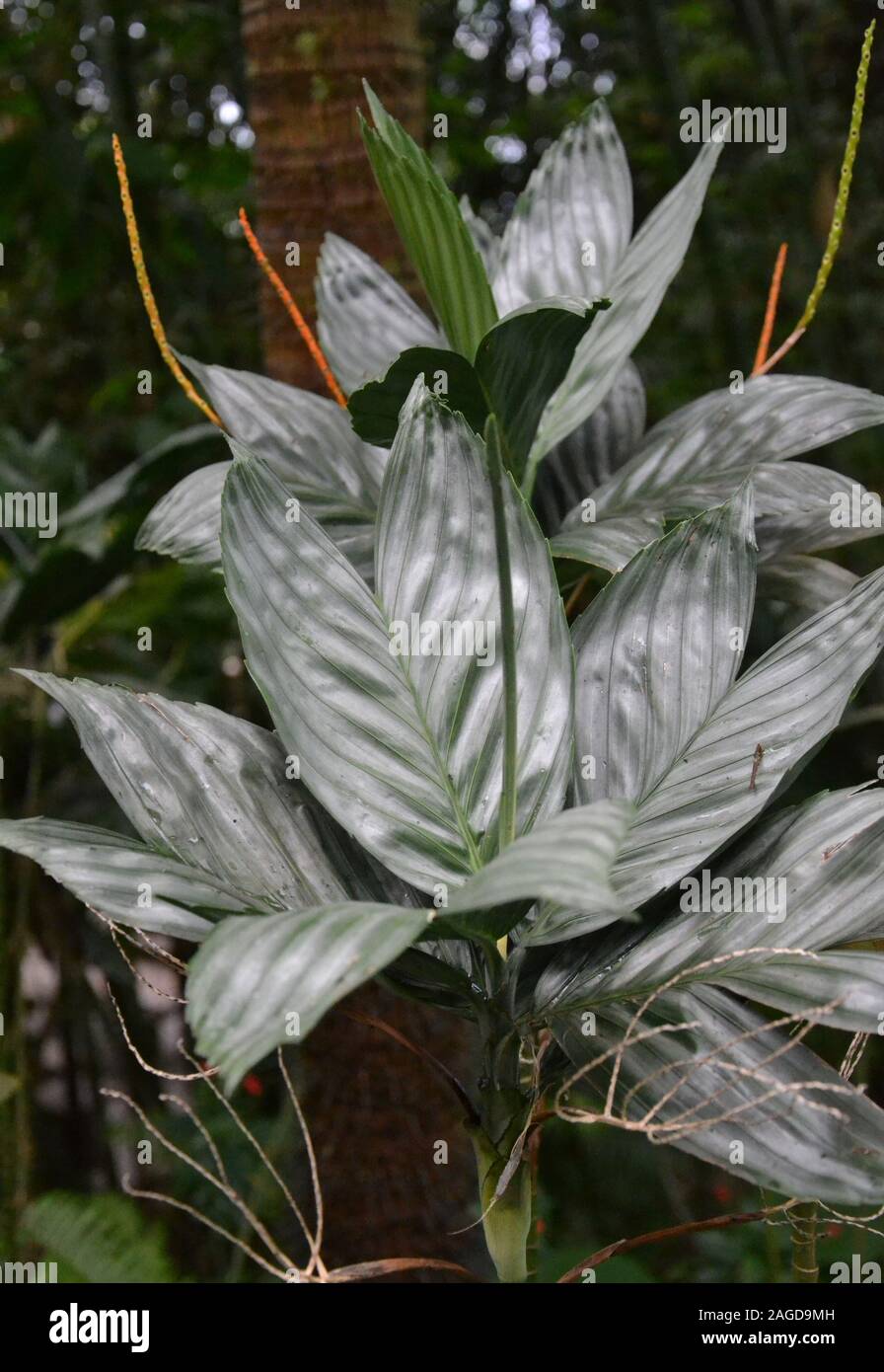 Grand, large, face vers le haut sur les feuilles d'une plante vert foncé ; allumé à partir de ci-dessus, les feuilles atteignent de plus en plus vers le haut d'une petite tige centrale Banque D'Images