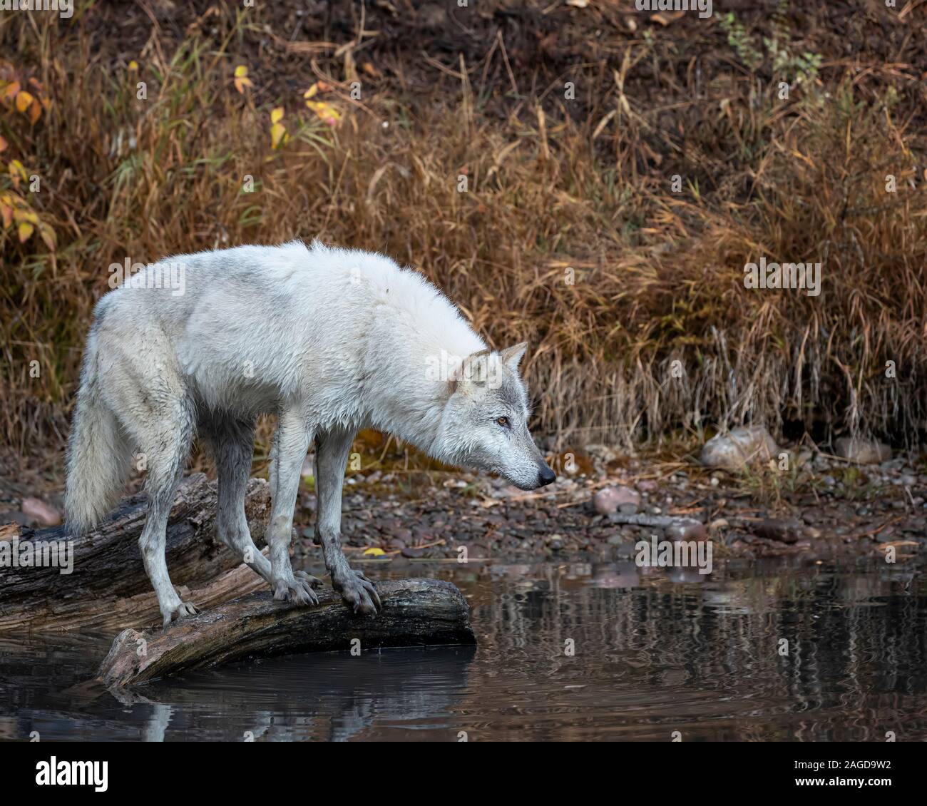 La réflexion du loup Banque D'Images