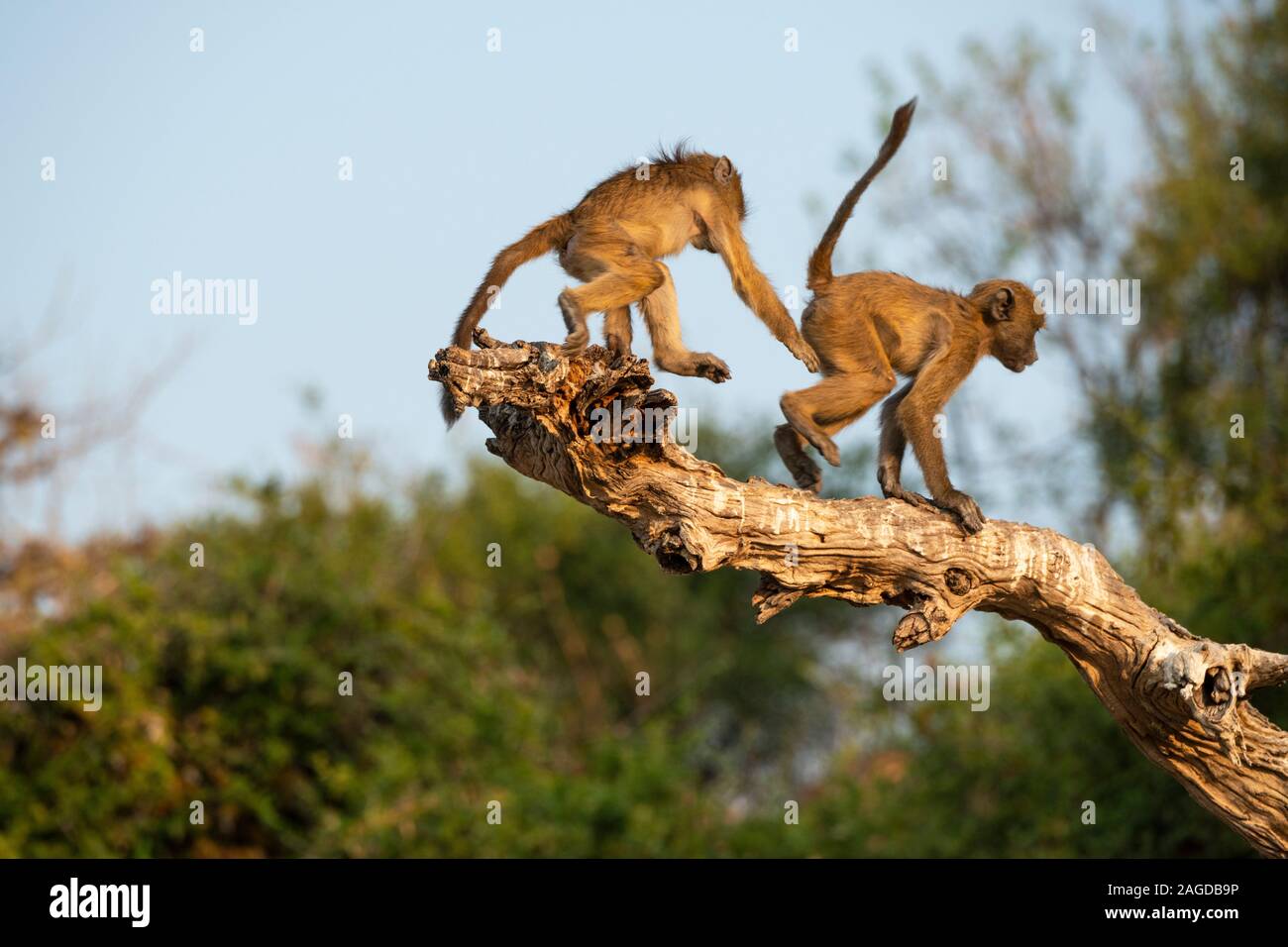 Les jeunes babouins chacma (Papio ursinus) jouant sur la branche d'arbre sur la rivière de Chobe River dans le Parc National de Chobe, Botswana, Afrique du Sud Banque D'Images