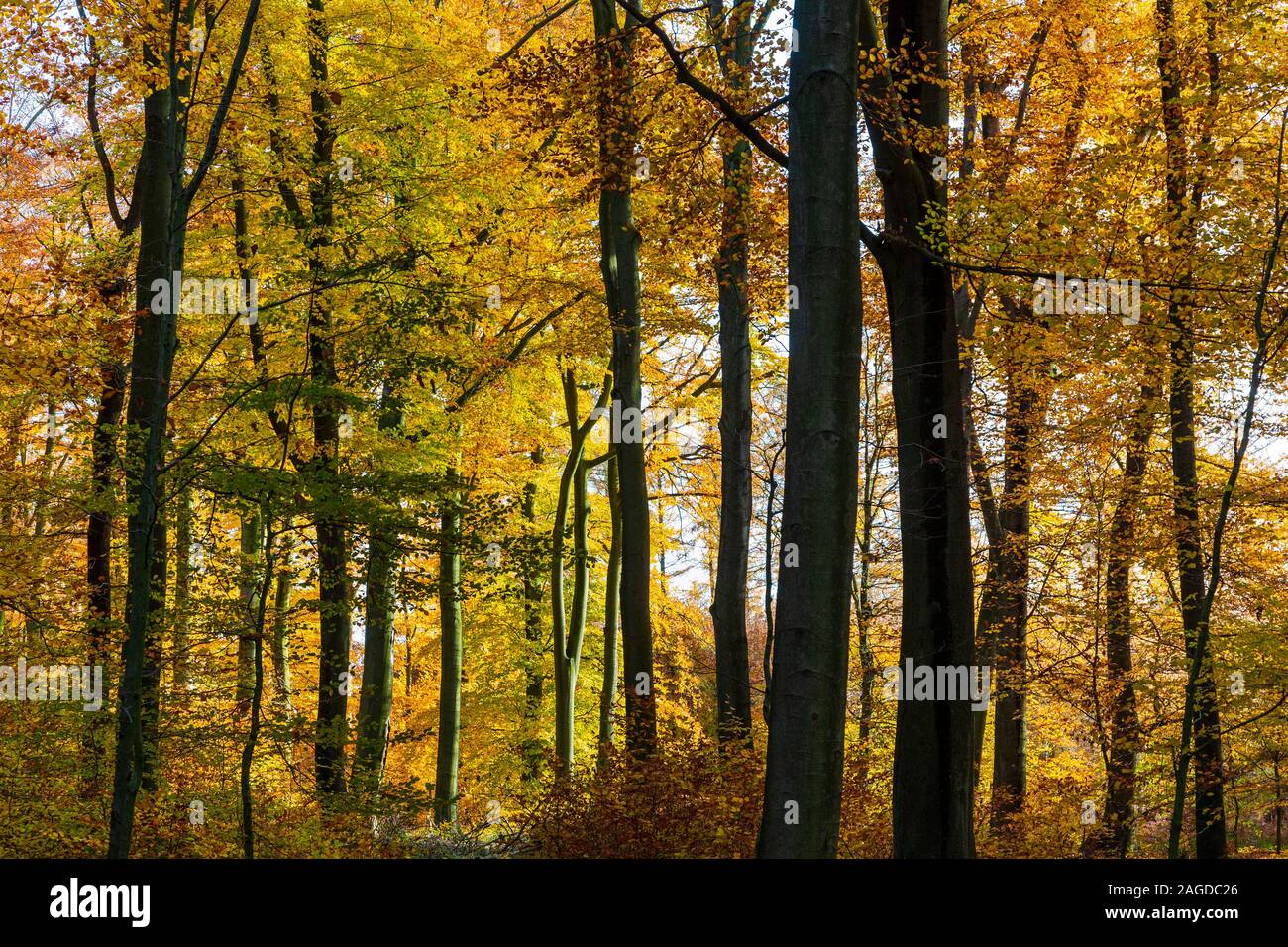 Les hêtres (Fagus sylvatica). Feuillage coloré dans les bois, impressions d'automne. Banque D'Images