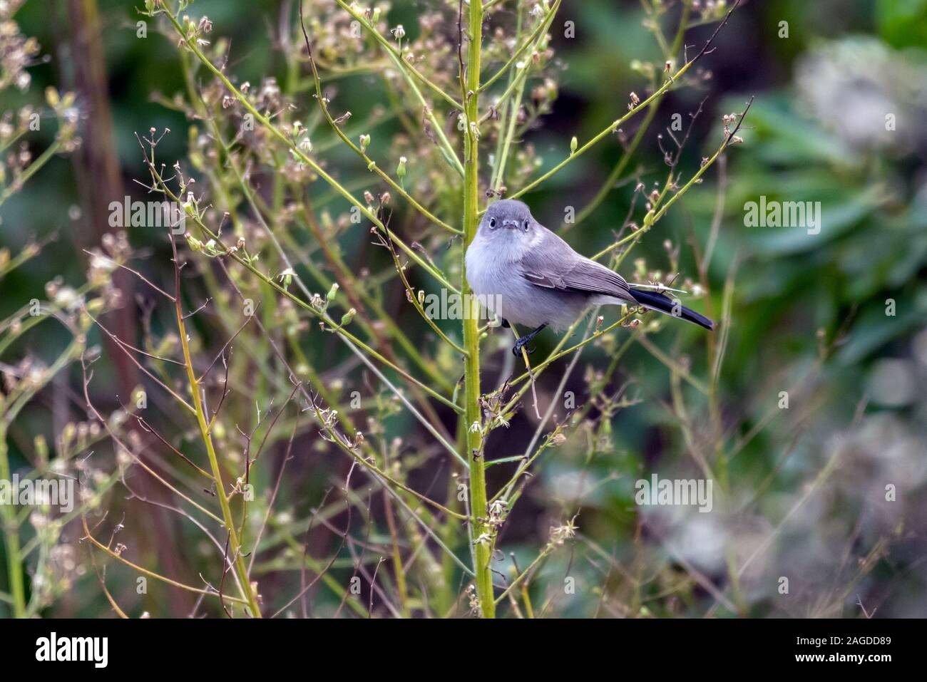 Bluegray oiseau mignon Gobemoucheron à toujours trouver la nourriture comme la saison des changements à l'hiver en Californie du Sud. Banque D'Images