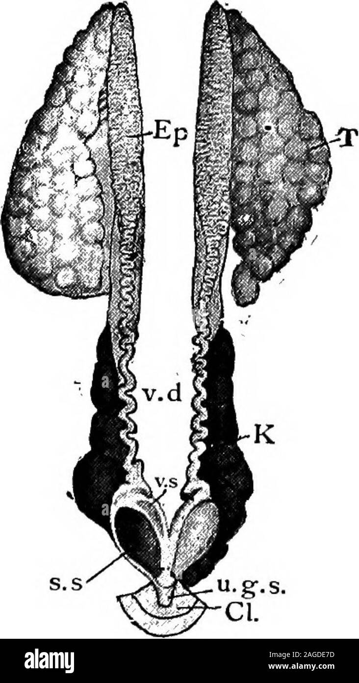 . Contours de la zoologie. liac artère, et (i5) byportal au niveau de l'intestin (le système porte hépatique) ; hoo&quitte le foie par les veines hépatiques qui enterthe sinus hépatiques. Le sang passe dans les reins [a)de la artères rénales, et (b) byrenal les veines portes de la nageoire pelvienne,et les régions lombaire (le système renalportal thekidneys) ; feuilles de sang par les veines cardinales postérieures,qui entrent dans le sinus cardinal. Dans le sinus pré-cave il alsoopens le tronc lymphatique. Le cœur se trouve dans un pericardialcavity, qui est connecté avec theabdominal par deux canaux fine,et est une p Banque D'Images
