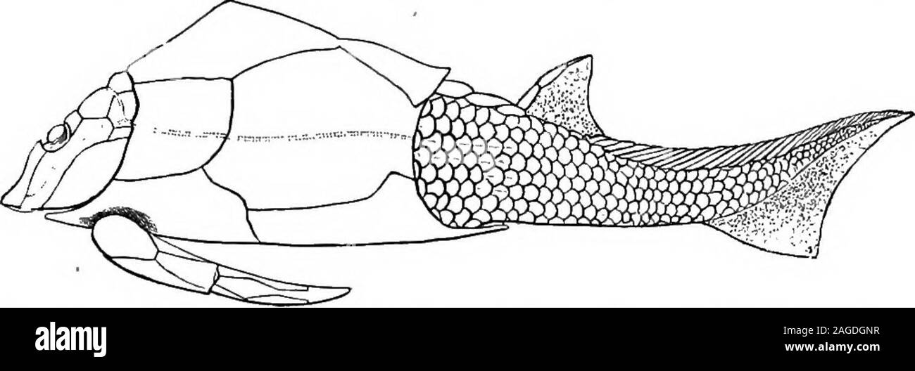 . Contours de la zoologie. FiG. 278. -Skeletonof PalcBospondylus restauré gunni.-Après Traquair. d.c. La marge dorsale de cirres ; l.ch.^latérale longue ; cirres cirres v.c, ofventral ; marge n., anneau nasal  ; ^trabeculo t.f.i-palatinepart antérieure du crâne ; h.^ anteriordepression ou fenestra ; c, pos e résultats t-dépression ou un, fenestra;. lobe divisé par anteriorpart ; p.a., postérieure ou para-harmonies par partie de cranium ; jr., poster-occipital des plaques. 528. HYPOSTOMATA bral centra avec arcs neuraux. , Vers la queue les arches en areproduced épines neurales svelte, en face qui shorterhaemal sont chers. Class HY Banque D'Images