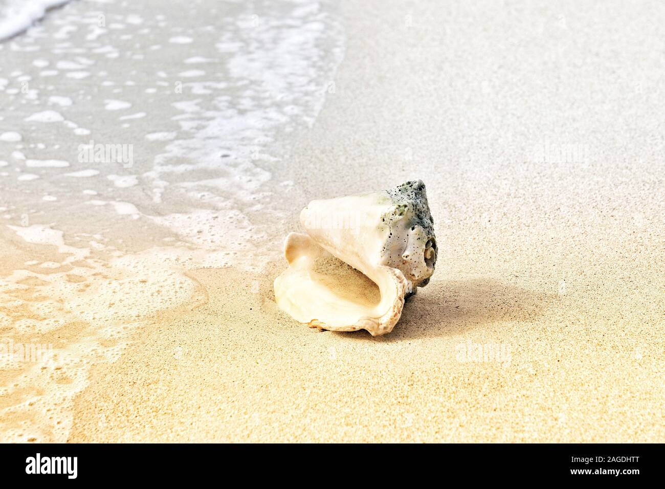 Gros plan d'une coquille d'escargot vide sur une plage entouré par la mer sous la lumière du soleil Banque D'Images