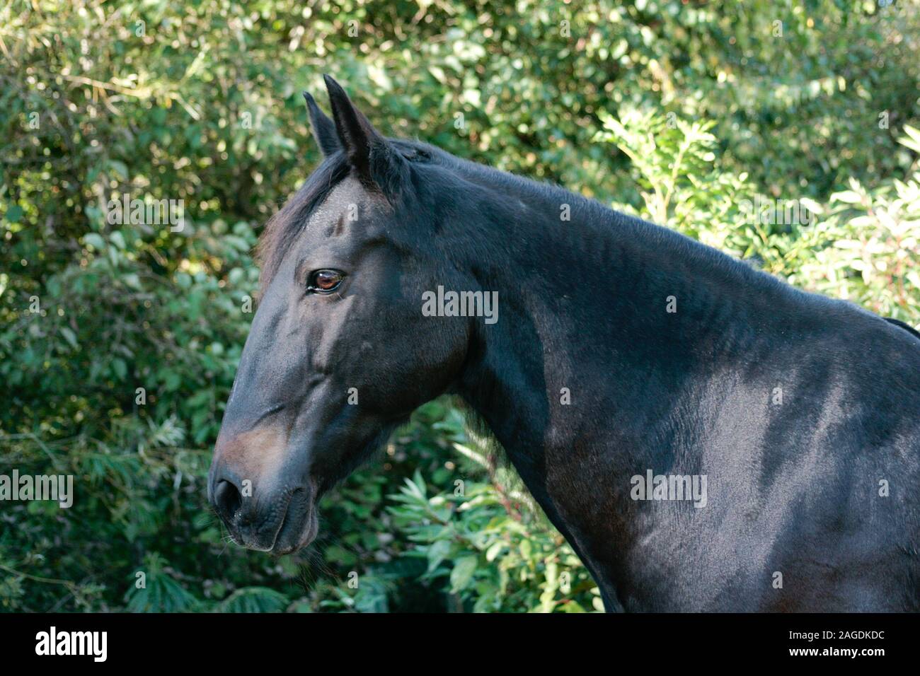 Belle espagnole cheval lusitanien noir Portrait. Banque D'Images