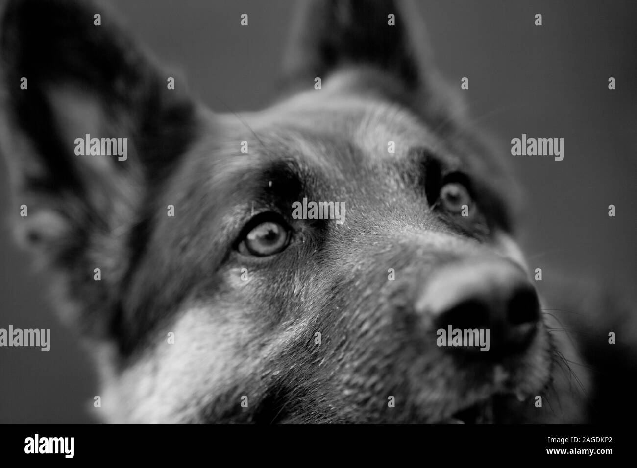 Portrait allemand shepard gros plan noir et blanc. Angoisse, stress et panique yeux émotionnels Banque D'Images