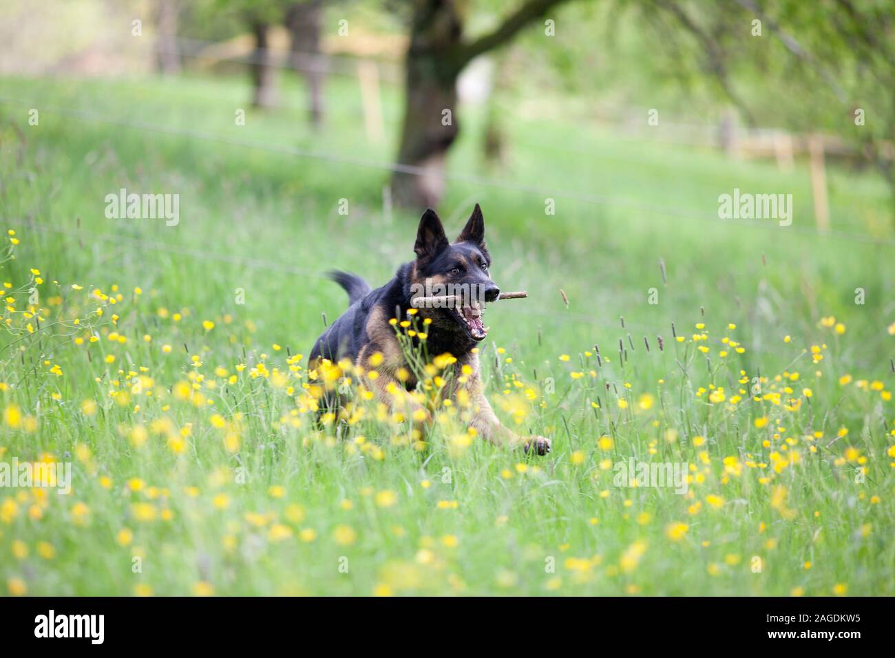 German Shepard chien jouer et ramener direction générale. Chien en liberté dans le pré avec beaucoup de fleurs jaunes Banque D'Images