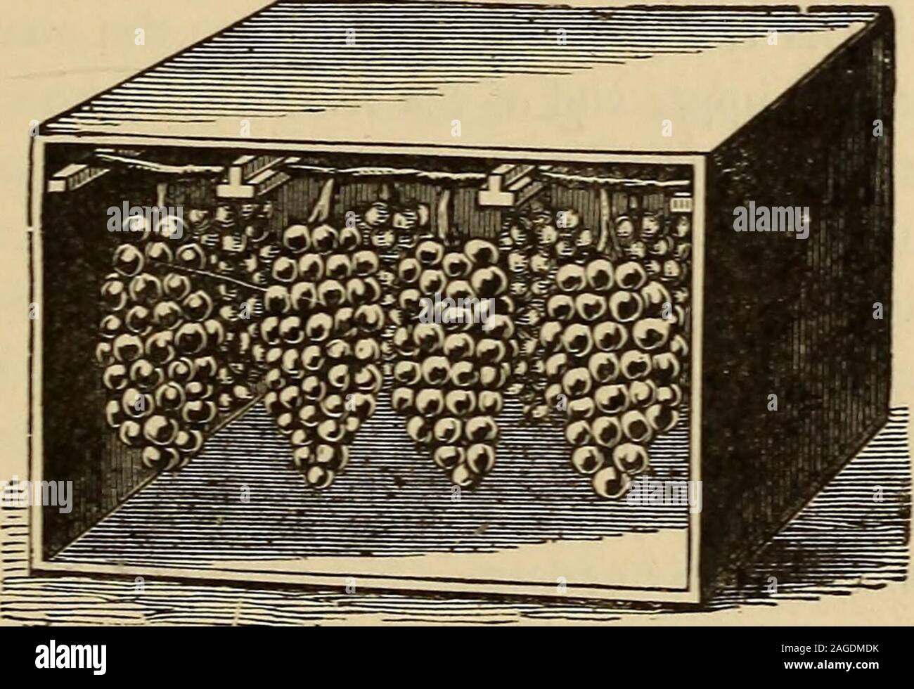 . Industrielle du Blakelee cyclopedia, un simple guide pratique ... À titre de référence et un réservoir d'informations utiles. Plus de 200 illustrations. - Store. Deux côtés de l'ongle une cleaton près du couvercle, puis si les raisins sont coupés avec du bois de vigne, putdouble entre tasseaux, représentée en gravure ; si non mettre les crampons, sixinches apart et accrocher les clusters à eux par l'utilisation de chaînes. .. Économique FORT POUR GARDER LES RAISINS. L'avantage de cette méthode est de pouvoir changer le fruit de oneroom à un autre sans avoir à manipuler ; aussi, pour garder les raisins de venir mcontact avec chaque autre Banque D'Images