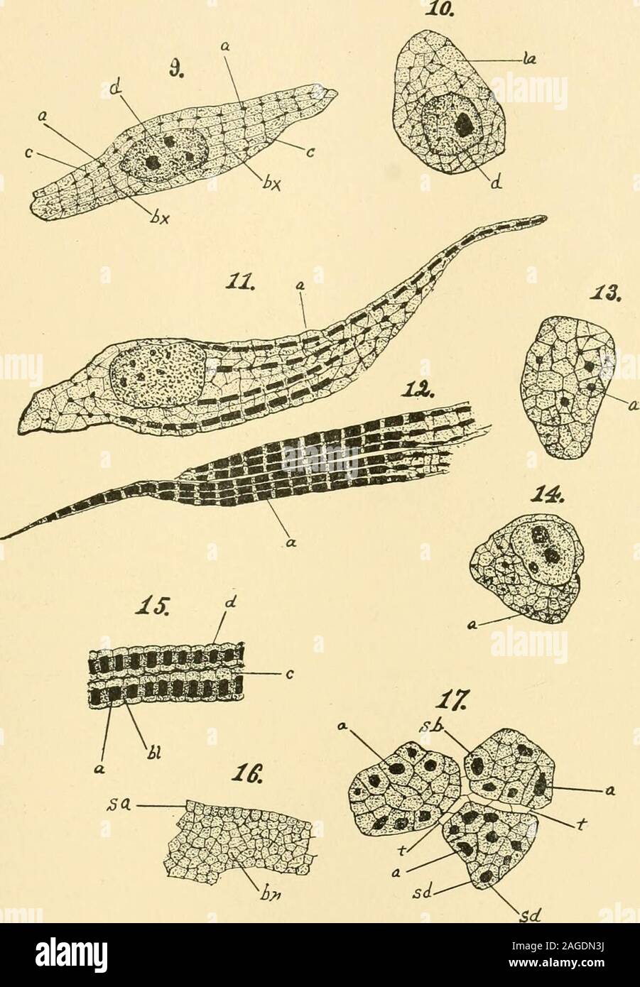 Cellules Rameuses . Le journal américain de l'anatomie. YlGS. 1 À 8. Les éléments d ...