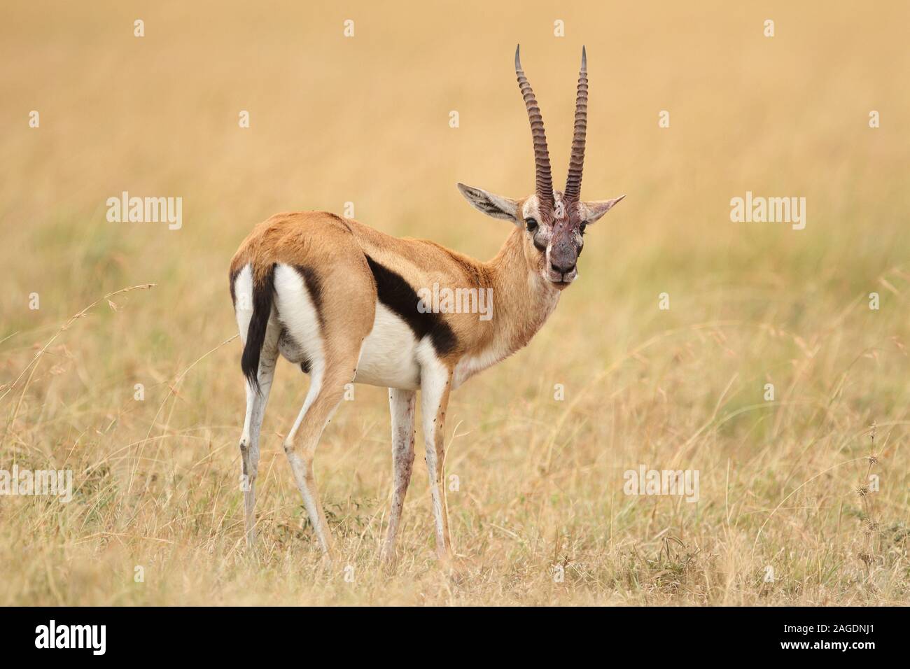 Belle vue sur une gazelle de thompson au milieu de un champ recouvert d'herbe Banque D'Images