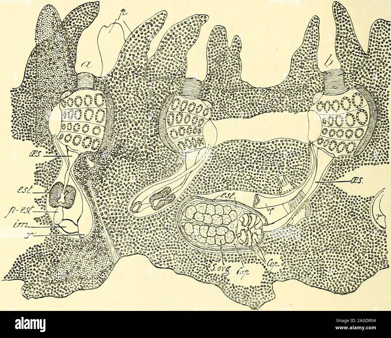 . Bulletin du Muséum national d'histoire naturelle. Dans moyeu, de sorte que le parasite occupe maintenant unevaste cavité cylindrique résultant de la fusion et de lextension des troiscavités primitives de lestomac, du post-estomac et de lintestin moyen(ig. 2 gi). Sur aperçoit encore lesticulaires les follicules, mais difficile-ment, lun deux plongeant légèrement sous lestomac, lautre situé à la - 72 - surface de lintestin moyen, occupé maintenant par les œufs violets duparasite. Tous deux (p.fol. test), très déprimés, sont complètement trans-parents et vicies ; sur encore le costume spermiducte (sd) Banque D'Images