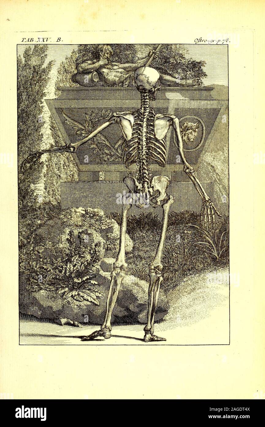 . Ostéo-graphie, ou Description des os de l'adulte, du foetus, &c. Precedée d'une introduction a l'etude des parties solides du corps humain. Banque D'Images