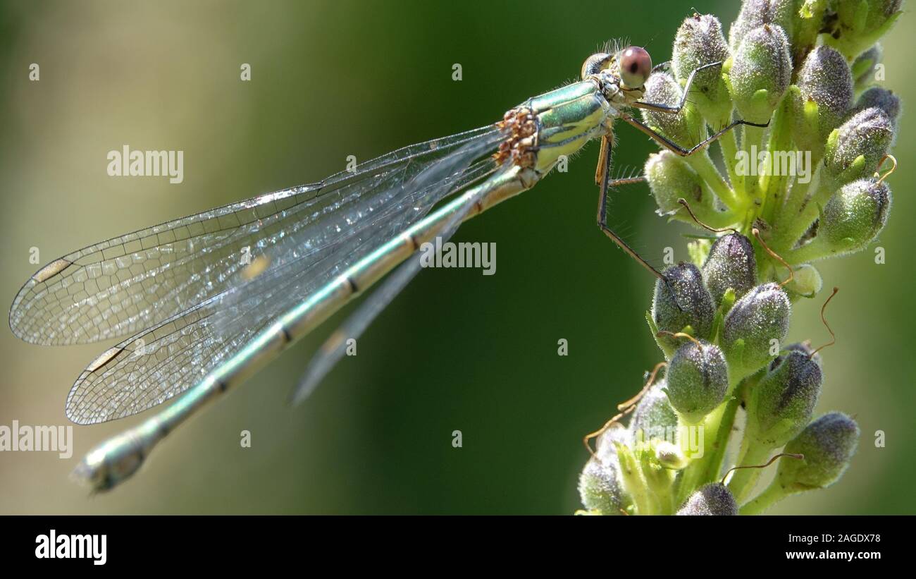 Mise au point sélective d'une belle libellule assise sur un plante avec un arrière-plan flou Banque D'Images