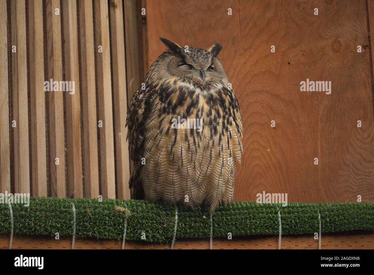 Une captive, a sauvé Grand-duc (Bubo Bubo). Banque D'Images