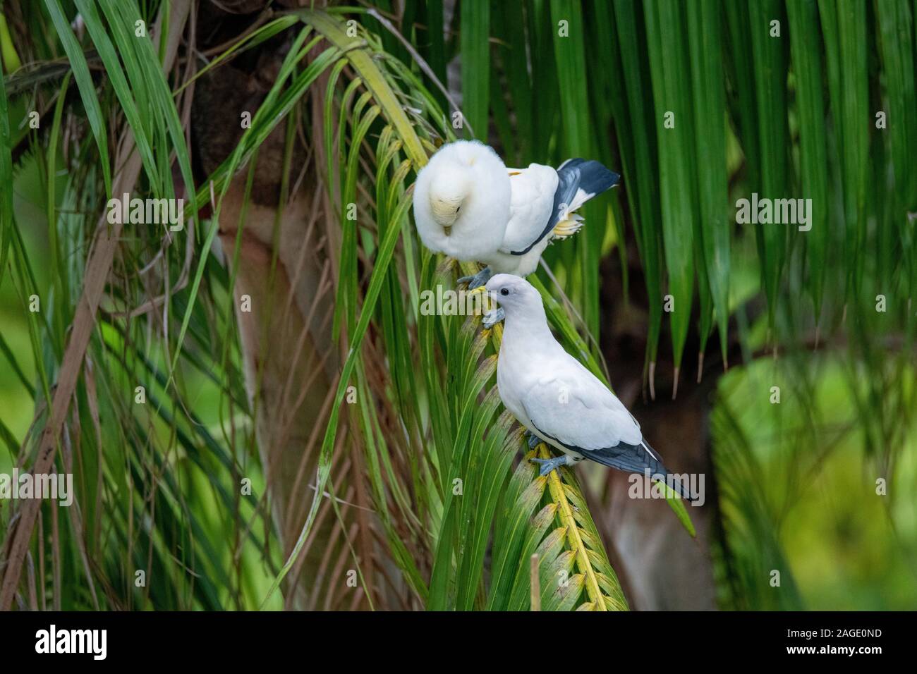 Ducula spilorrhoa Imperial-Pigeon Torresian Cairns, Queensland, Australie 30 octobre 2019 adultes sur l'affichage. Columbidae Banque D'Images