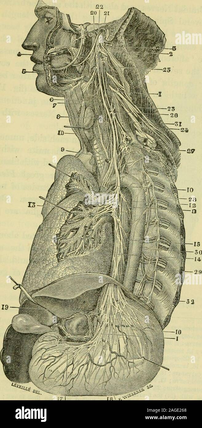 . Le cerveau comme un organe de l'esprit. thebuccal ; cavité ci-dessous avec les organes respiratoires ; avec l'heartand certains des grands navires ; avec le foie, la rate, les reins, et peut-être aussi ofgeneration wdth les organes internes. De la même région du cerveau (le bulbe) * certaines fibres sortant sont également délivrée à certaines de ces parties internes ou des viscères. Ormotor ces fibres efférentes ne sont pas rassemblés en separatetrunks ; ils sont principalement enveloppé avec, et con-constituer des pièces, le glosso-pharyngien et le SpinalAccessory les nerfs. Les viscères qui ne r Banque D'Images