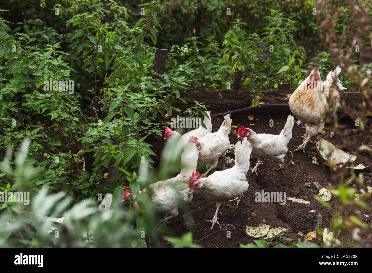 Un groupe de poules dans un jardin Banque D'Images