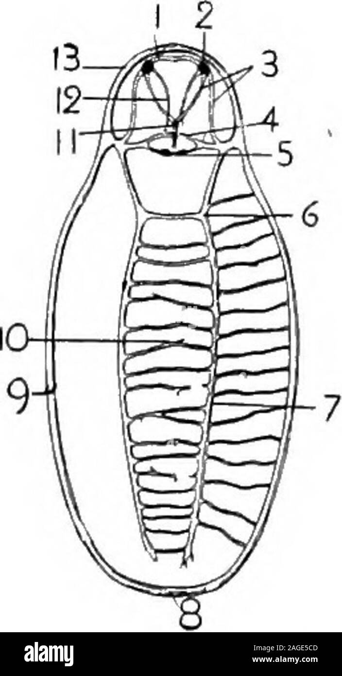 . Contours de la zoologie. développé,mais il y a une supra-ossophageal gangli-commissure onic à partir de laquelle le visceraland les cordons de la pédale d'étendre vers l'arrière sur toute la longueur du corps. Il y a des organes des sens spéciaux areno sur la tête,qui est mais légèrement différenciées ; butthe organes des sens palléal sont habituellement numer-unités d et variées. Un runsthrough gut torsadée le corps, entouré d'un diffusedigestive glande. Il y a un dans themouth radula. Le cœur est la médiane et pos e résultats t-, et se compose d'un ventricule andtwo à huit auricules. Il y a twosymmetrical,vers l'ouverture néphridies et composé d'une grande partie - b Banque D'Images