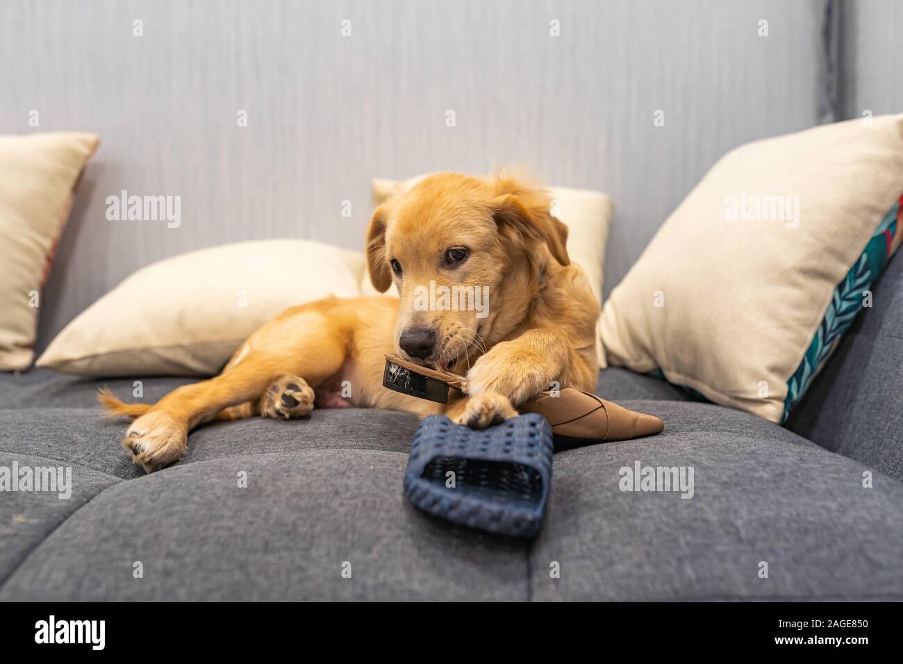 Naughty quatre-mois golden chiot jouer avec ses chaussures du propriétaire Banque D'Images