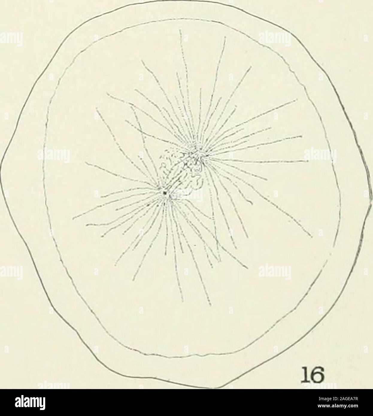 . Journal of Experimental Zoology. 11 13 13 14. Le Journal of Experimental Zoology, vol. m, no . M J.H. del. Planche II Fig. 17. L'anaphase de la première segmentation. Fig. 18. La formation de vésicules précédant la formation de noyaux. Fig. 19. Plaque équatoriale de Fig. 24. Fig. 20. Plaque équatoriale de Fig. 21. Fig. 21. L'article d'ensemble par le biais d'oeufs plaque équatoriale. 4 oculaires, 2 mm. d'un objectif à immersion Fig. 22. Formation de noyaux. Fig. 23. La métaphase de la deuxième segmentation. Fig. 24. L'article de l'ensemble de l'oeuf à l'aide de chromosomes de plaque équatoriale divisé en premier.segmentation 4 oculaires, 2 mm d'huile. je Banque D'Images
