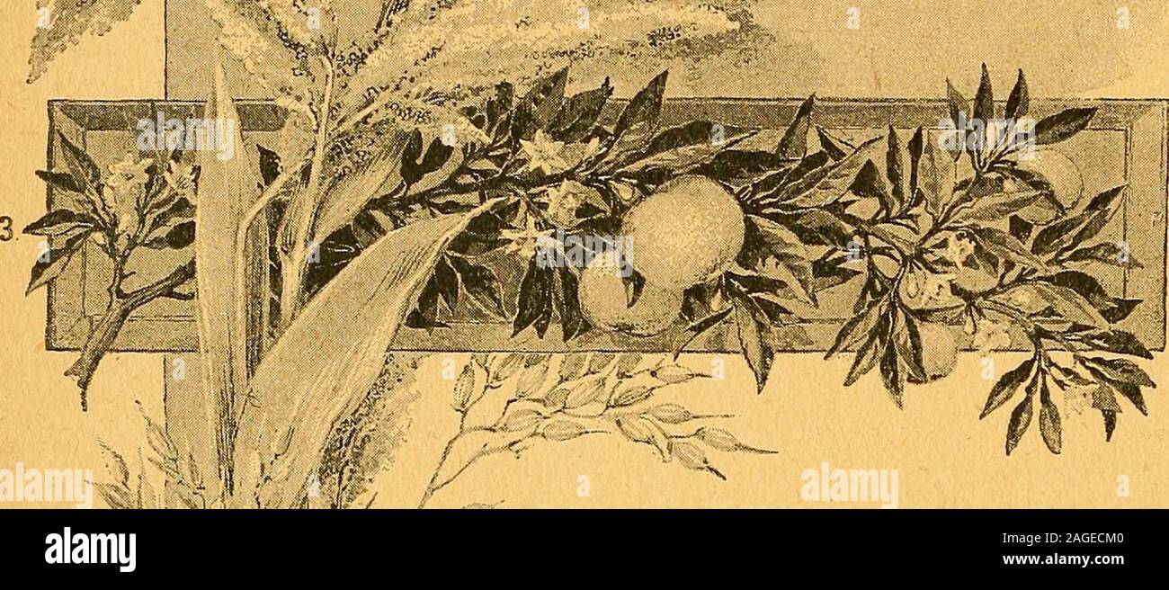 . L'histoire de l'Afrique et ses explorateurs. négligé par les Arabes dès l'autorité asFrench devient fermement établi.Un exemple de ceci est offerte par Biskra, atpresent le terminus du chemin de fer d'Afrique subsaharienne.Hôtels y ont été construits pour le wintervisitors, et une ville, plus français que,arabe a grandi dans cet endroit isolé, mais thenative jKissit commerce a diminué la croissance pari avec des entreprises étrangères. Biskra était auparavant occupé un commercialcenter, mais, comme Touggourt et Wargla, itstrade est rapidement à la baisse. Le reasontor c'est que les caravanes d'éviter la règle française oasesunder Banque D'Images