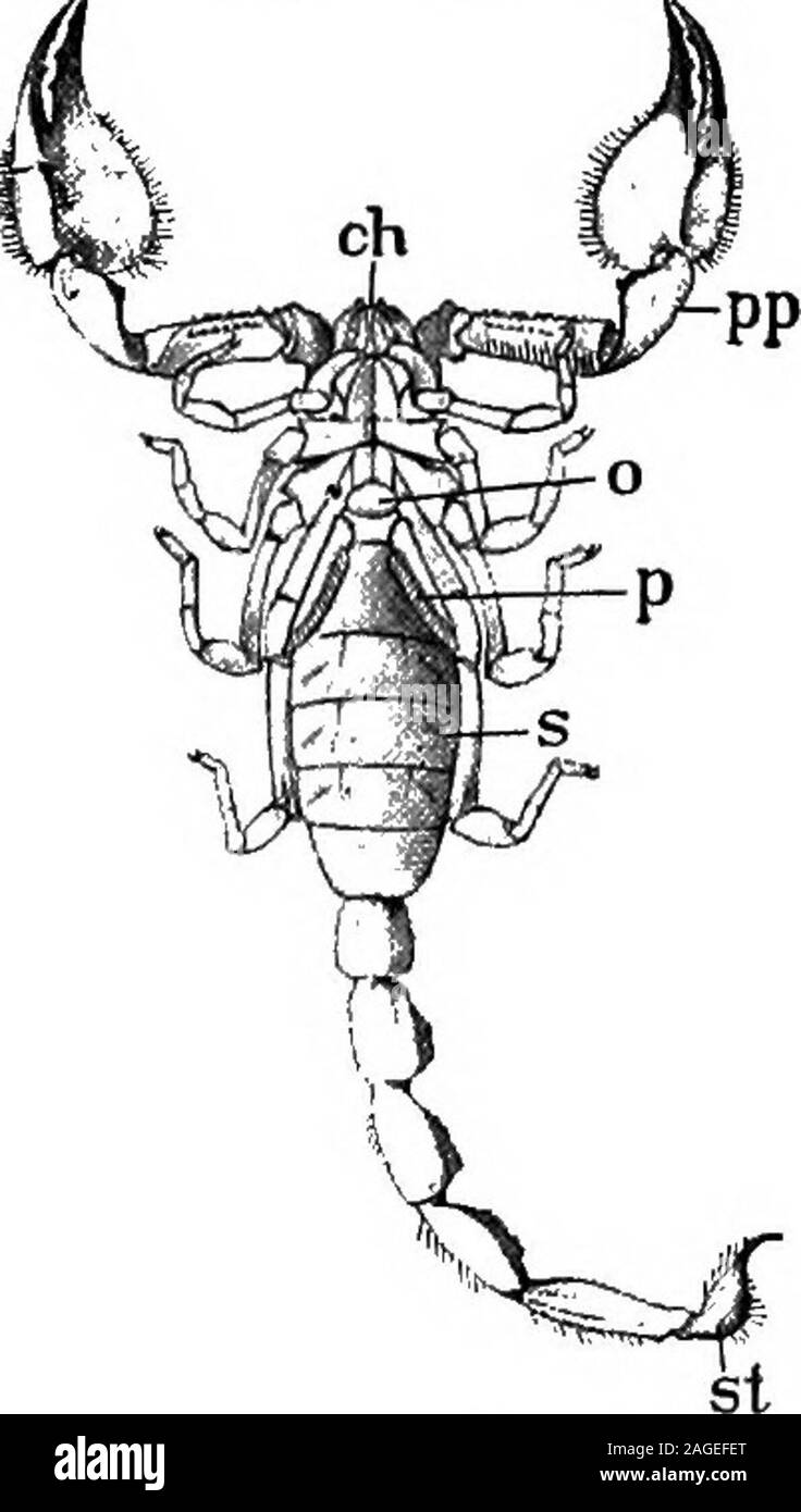 . Contours de la zoologie. peuvent reachforward caughtby à tuer la proie les appendices antérieure, orcan être straightenedto soudainement en arrière. grève Whenman est piqué, le poison semble agir principalement sur le bloodcorpuscles rouge, et, bien qu'neveror très rarement mortelles, peuvent causemuch la douleur. Il a été saidthat suicidewhen scorpions commettre entouré par orotherwise,feu mortellement menacé mais il a été répondu de manièreà ne piquent pas eux-mêmes, qu'ils ne pouvaient pas si theywould, et que, même s'theycould, le poison aurait un effet haveno ! Le corps est divisé en-(i) un céphalothorax ou pro-soma de six segme Banque D'Images