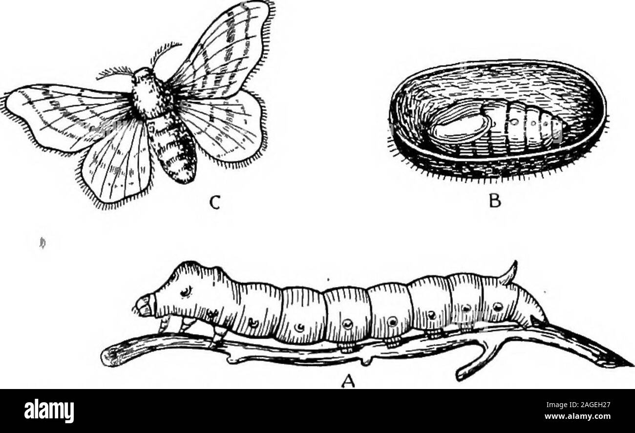 . Contours de la zoologie. Fig. 185.-histoires de vie des insectes.p. et A., larve, pupe et adulte de l'eau respectivement beetle-{DyHscus marginalia) ; I ; A, "•^ larve, nymphe et adulte de blue-bol;tle fly (Mxsca , larve, pupe et adulte de ligniperda cossus. 23 3S4 Phylum Arthropoda. temps immobiles, comme une nymphe, nymphe ou chrysalide, souvent au sein d'un cocon. Au cours de cette période il y a greattransformations ; ailes bud out, des appendices de l'adultpattern sont formés, la reconstruction d'autres organes. iseffected Enfin, hors de l'enveloppe nymphale émerge aminiature insecte ailé de l'adulte ou imago Banque D'Images