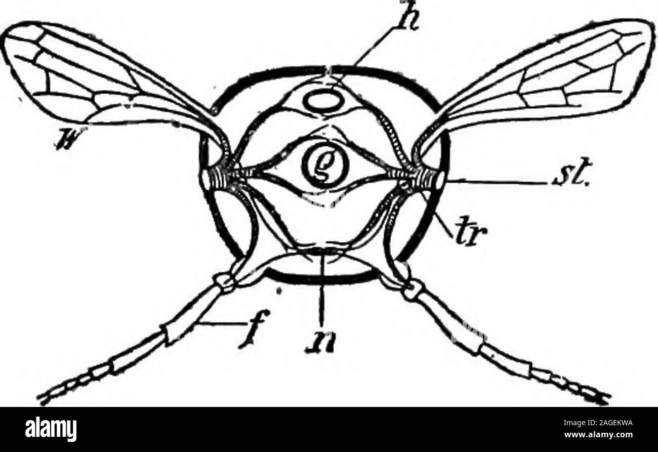 . Contours de la zoologie. 67239.p.,palpes maxillaires ; III. deuxième maxilles ou la-bium ; Sm., submentum ; m., ; du mentum i.,p.^ paraglossa ; laciniae ; /./., palpe labial. 330 embranchement des Arthropodes. Système alimentaire.-(i) l'avant-stomodseum islined (intestin) par une cuticule chitineuses en continuité avec celle de l'outersurface du corps. Il comprend-{a) le buccal ou mouthcavity, dans lequel il y a une crête comme intowhich, et il s'ouvre le conduit des glandes salivaires ; f) thenarrow {gullet œsophage ou { ; c) la culture ; enflés (rf), thegizzard avec parois musculaires, six dents cuticulaires, andsome pad hérissés Banque D'Images