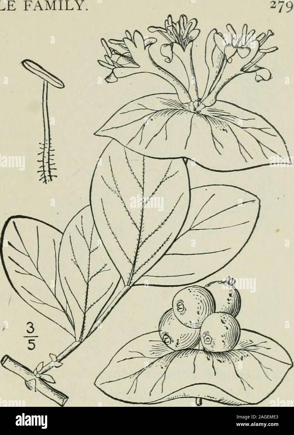 . Une flore illustrée du nord des États-Unis, le Canada et les possessions britanniques : de Terre-Neuve jusqu'au parallèle de la limite sud de la Virginie et de l'océan Atlantique à l'ouest jusqu'à la 102e méridien. Dans rocky ana situations habituellement sec, Quebecto Manitoba, au sud, en particulier le long de la moun-clut à la Caroline du Nord, et à l'Ohio et Mis-souri. Monte à 3500 ft en Caroline du Nord.Toutes les feuilles des jeunes pousses sont-sometimesconnate perfoliate. Petit jaune ou crimsonhoneysuckle. Petit Woodbine. Mai-juin. 5. Lonicera Sullivantii A. Gray. Sul-livants chèvrefeuille. Fig. 3983. Loni Banque D'Images