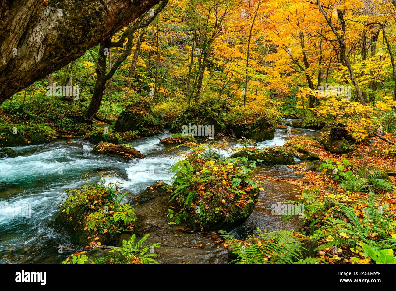 La rivière Oirase circuler à travers le feuillage coloré de l'automne, passant de la forêt couverte de roches moussues vert feuilles qui tombent dans la vallée à Oirase Towad Banque D'Images