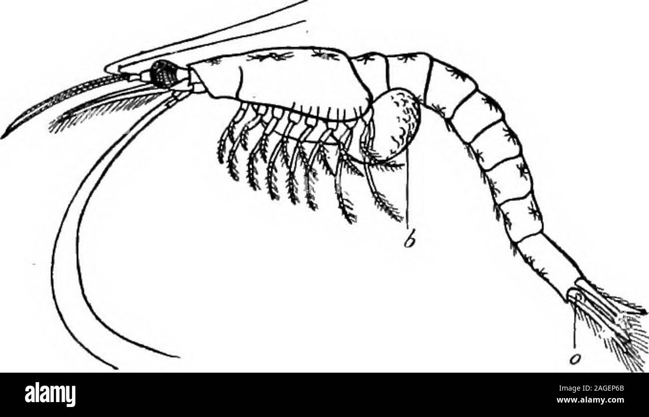 . Contours de la zoologie. t habituellement plus de deux paires d'appendices ; elle est plus large chez la femelle, andbears quatre appendices pairés. Les ganglions ventraux ont fusionné 310 Phylum Arthropoda. dans. un ovale de masse. Le Cancer (crabe) ; Carcinus manas (shore-crabe) ; Portunus (crabe) ; Dromia (souvent couverts par asponge). ; Pinnotheres (vivant à l'intérieur de bivalves) ; Telphusa (un crabe d'eau douce) ; Gecarcinus (terre-crabes, seulement visite la mer à thebreeding saison). Histoire.-fossiles de crustacés sont trouvés dans les strates du Cambrien, mais thehighest formes (Decapoda) n'étaient pas fermement établi jusqu'à l'Tertiaryperi Banque D'Images